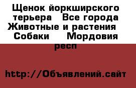 Щенок йоркширского терьера - Все города Животные и растения » Собаки   . Мордовия респ.